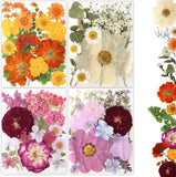 Buzidao 80Pcs Pressed Flowers Dried Flowers Natural Pressed Flowers Bulk Mold Dried Flower