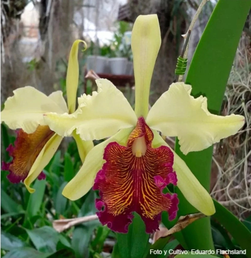Yellow orchid flower with magenta center stripes and scalloped petals