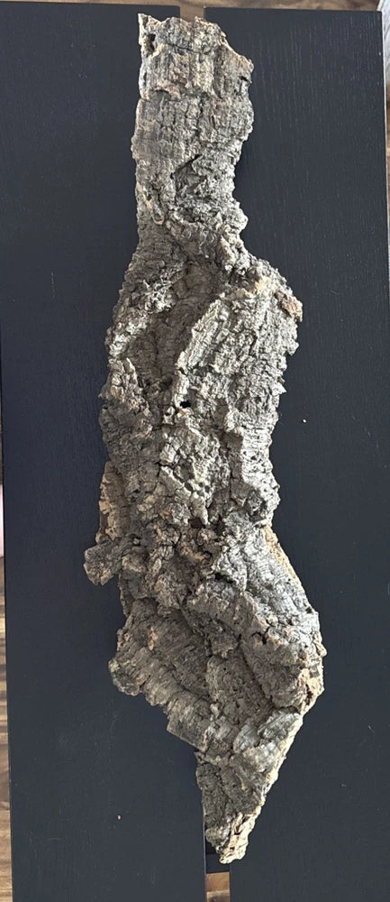 Cork bark slab, irregular gray-brown piece with rough textured surface