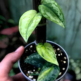 Scindapsus Apolaki Variegated Jungle Plant Green Plant