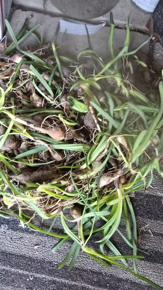 50X Red Spider Lillys Bulbs Lily