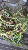 50X Red Spider Lillys Bulbs Lily