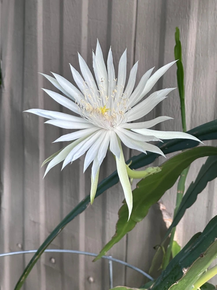 White Epiphyllum orchid cactus flower with long pointed petals and green leaves