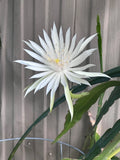 Epiphyllum White 2x Pieces Orchid Cactus - oxypetalum Orchids