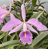 Cattleya maxima - Orchid Species - 6Ó Pot Orchids