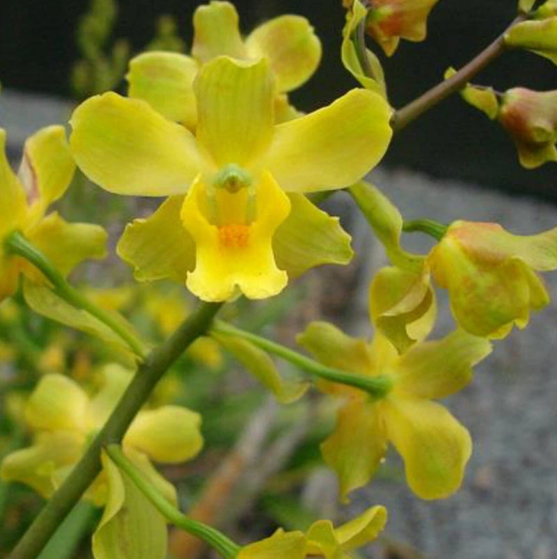Live orchid plant with yellow-green flowers on green stems