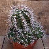M91 GYMNOCALYCIUM PAEDIOPHILUM VERY OLD pot14-H18-W19 cm MaMa Cactus Green Plant