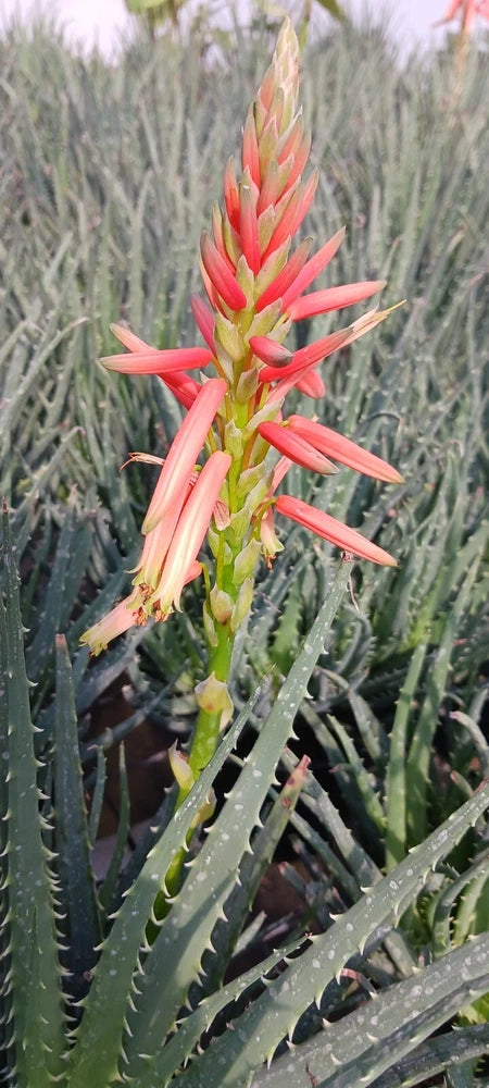 Aloe plant with red-orange flower stalk and green spiky leaves