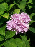 Nikko Blue Hydrangea 3 Gal. Plant Large Multiple Flowers Easy to Grow Plants Now Hydrangea