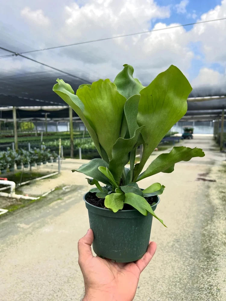 Live staghorn fern in dark green plastic pot, glossy green fronds