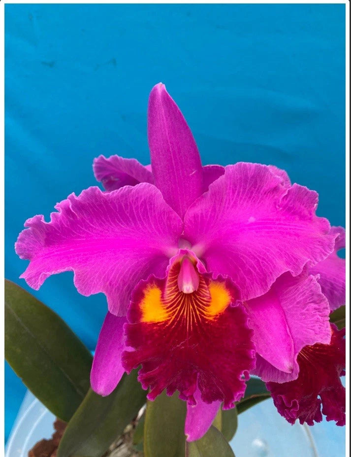 Purple and pink orchid flower with yellow throat and ruffled petals