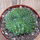 D7283 REBUTIA MINIMA MONSTER pot10-H5-W8 cm  MaMa Cactus Green Plant