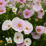 Cosmos Cupcake Blush: 25 seeds Garden Plants
