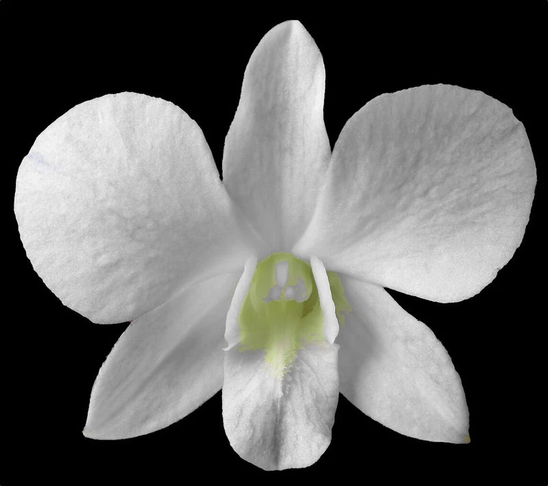 Pure white orchid flower with five broad petals and pale green center