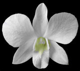 Dendrobium_PURE WHITE FLOWER_nobile-type orchid, NOT in-bud/bloom when shipped,to Orchids