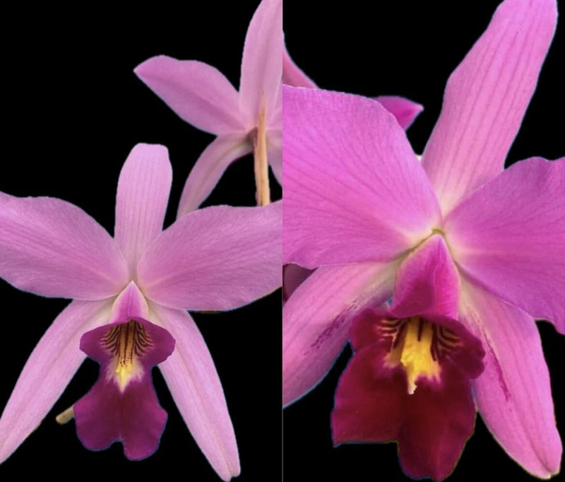 Pink orchid flowers with yellow-centered throats, close-up