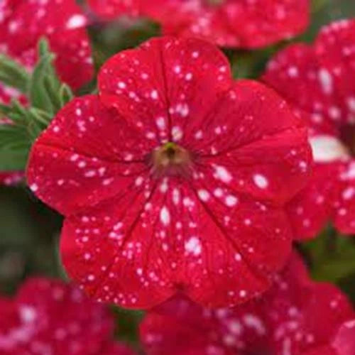 Red speckled petunia flower with five rounded petals