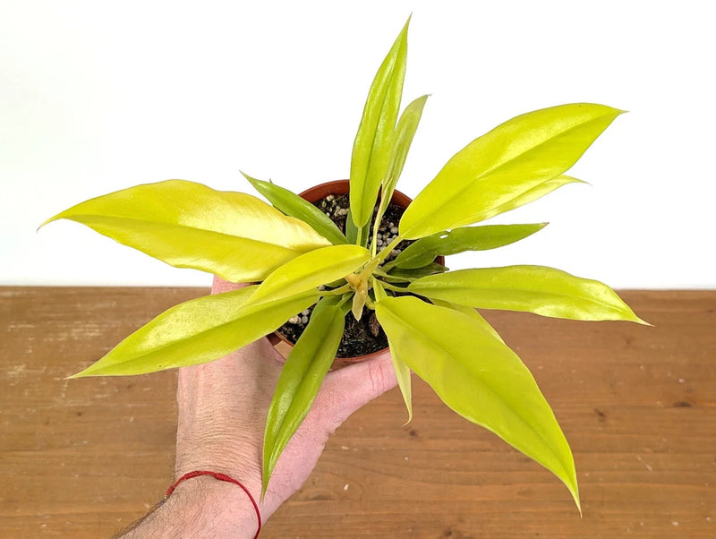 Golden Crocodile philodendron plant in 4-inch brown pot, yellow-green leaves