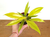 Philodendron Golden Crocodile - 4 Inch Pots Orchids