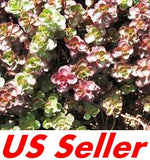 100 Fresh Seeds Stonecrop Seeds T28, Sedum linn Flowers Scented Seeds US Seller Garden Plants