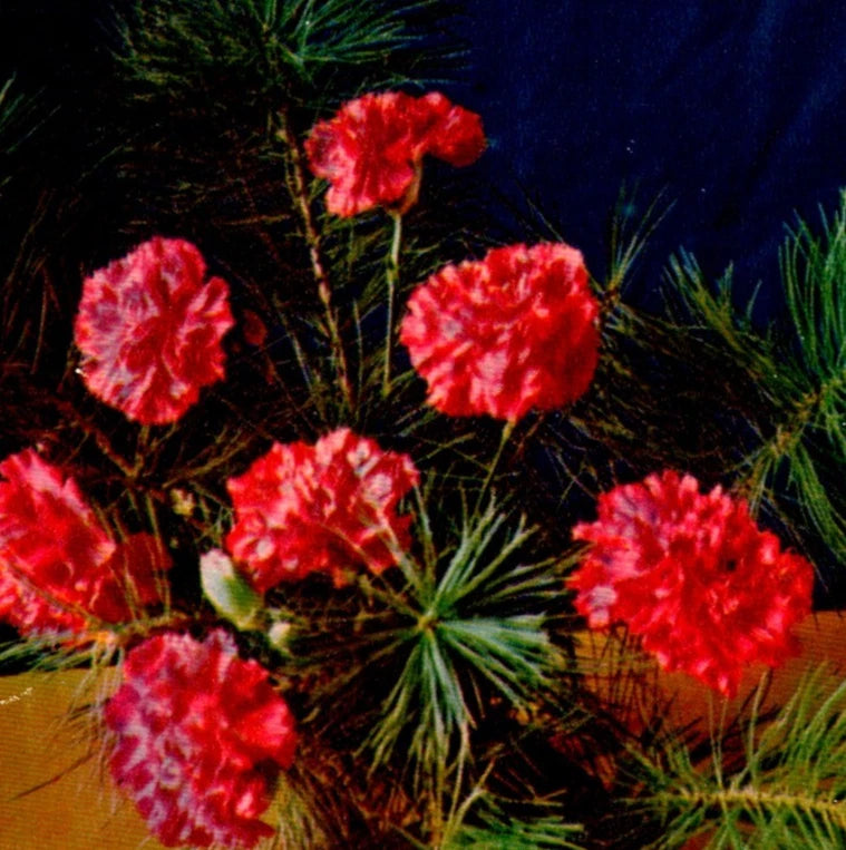 Vintage Postcard Ranunculus Flowers With Pine Needles Russian Print Pravda Ranunculus