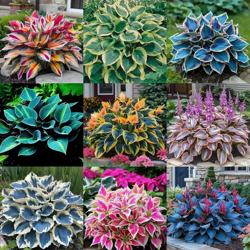 380+ Hosta Seeds Perennial, Easy Grow Garden Foliage Heart-Shaped Hosta Bare Roo Garden Plants