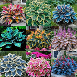 380+ Hosta Seeds Perennial, Easy Grow Garden Foliage Heart-Shaped Hosta Bare Roo Garden Plants