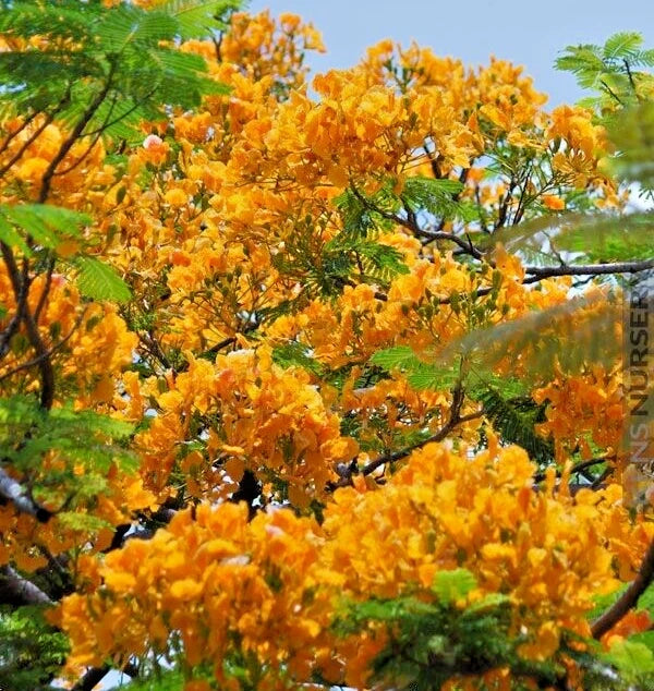 Delonix Regia - Yellow Flamboyant Royal Poinciana | 20 Seeds | Rare Bonsai Tree Orchids