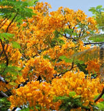 Delonix Regia - Yellow Flamboyant Royal Poinciana | 20 Seeds | Rare Bonsai Tree Orchids