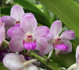 Woottipanara Manoonya Orchid,  Vanda Seedling Orchids