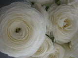 15+ Ranunculus Flower Seeds / White / Reseeding Annual / Persian Buttercup Ranunculus
