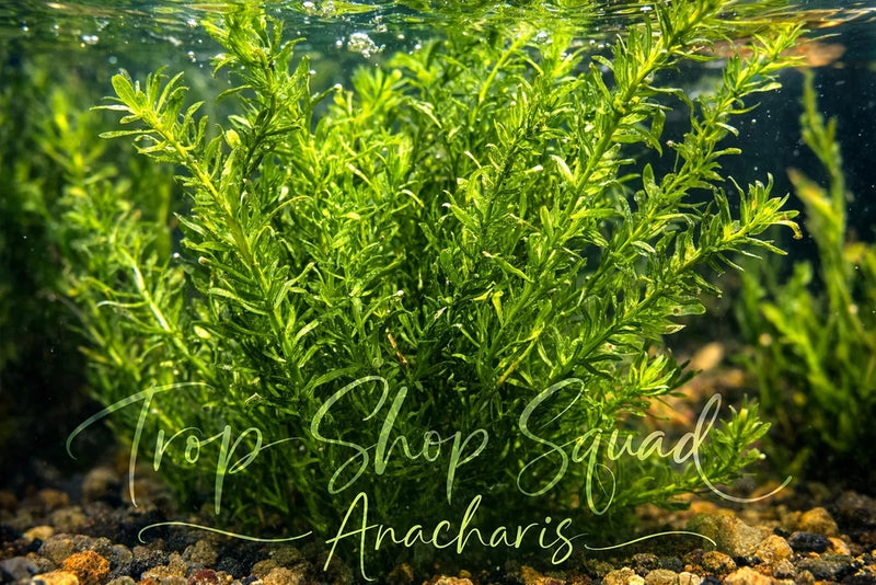 Live Anacharis (elodea) aquarium plant, dense bright green feathery stems submerged