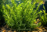 Anacharis Elodea Densa  Live Aquarium Plants __ (100) Stems BUY 2 GET 1 FREE Green Plant