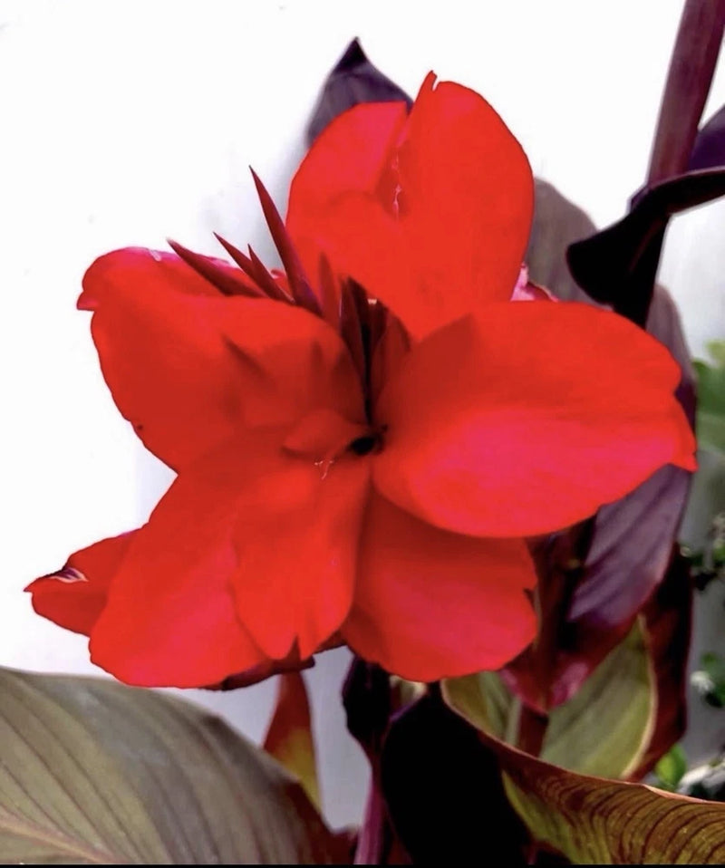 Red canna lily flower cluster with broad green leaves