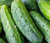 SPACEMASTER BUSH CUCUMBER SEEDS 50+ Vegetable GARDEN pickling FREE SHIPPING Garden Plants
