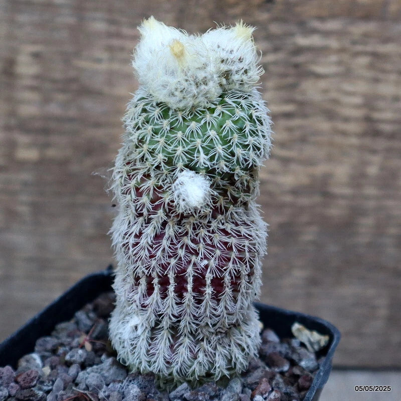 Potted cactus plant with pale green spines and white woolly tufts in square black pot