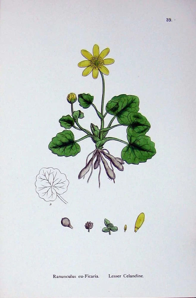 Old Antique Print Botany Plants C1902 Lesser Celandine Ranunculus Flower 20th Ranunculus