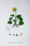 Old Antique Print Botany Plants C1902 Lesser Celandine Ranunculus Flower 20th Ranunculus