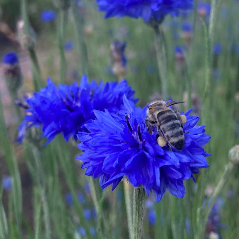 Blue Cornflower Seeds, Bachelor's Button (Centaurea cyanus) ~Dye Plant Garden Garden Plants