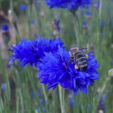Blue Cornflower Seeds, Bachelor's Button (Centaurea cyanus) ~Dye Plant Garden Garden Plants