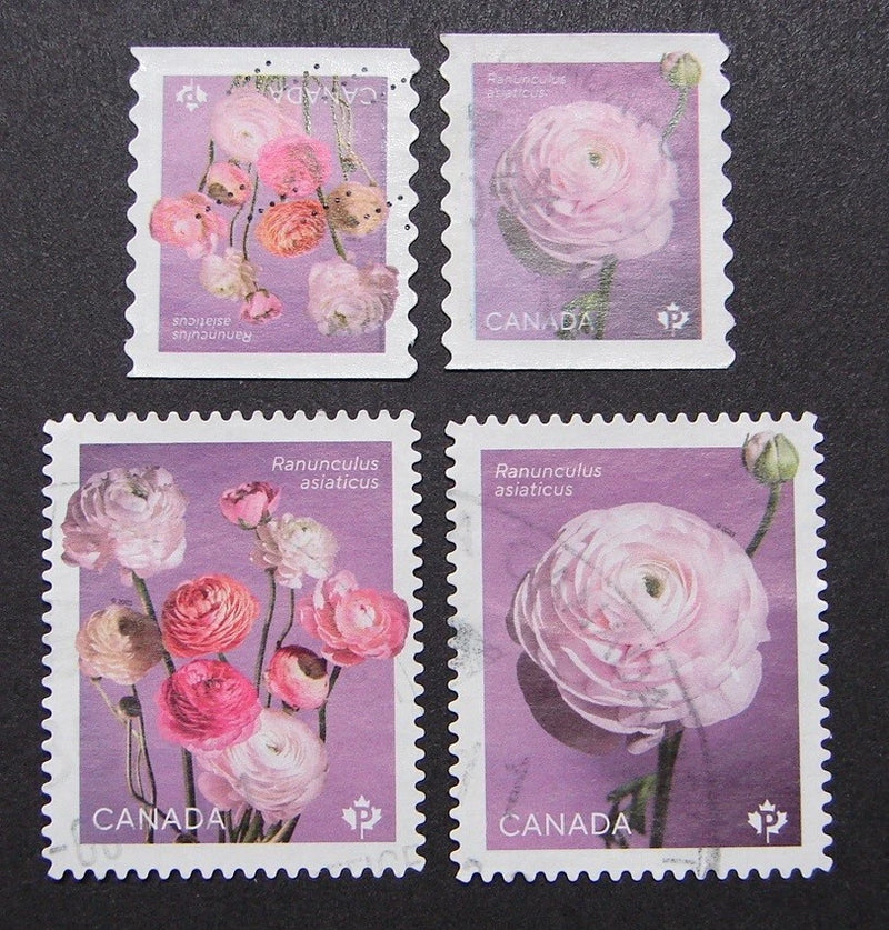 3373-3376 - Flowers - Ranunculus / Renonculus - 2023 Ranunculus