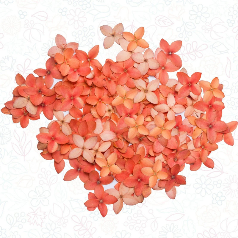 Orange Pressed Flowers Ð Organic Resin Art & Craft MaterialsÐ 50/100/200 Flowers Dried Flower
