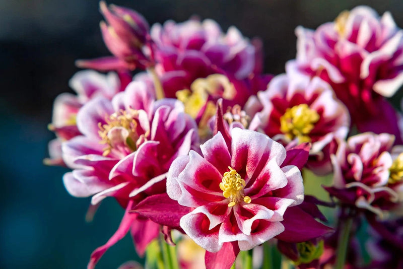 50 Double WINKY ROSE & White COLUMBINE Aquilegia Vulgaris Flower Seeds Flowering Plants