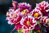 50 Double WINKY ROSE & White COLUMBINE Aquilegia Vulgaris Flower Seeds Flowering Plants