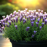 800 LAVENDER SEEDS SPRING PERENNIAL MOSQUITO BUG REPELLING NON-GMO FREE SHIPPING Garden Plants