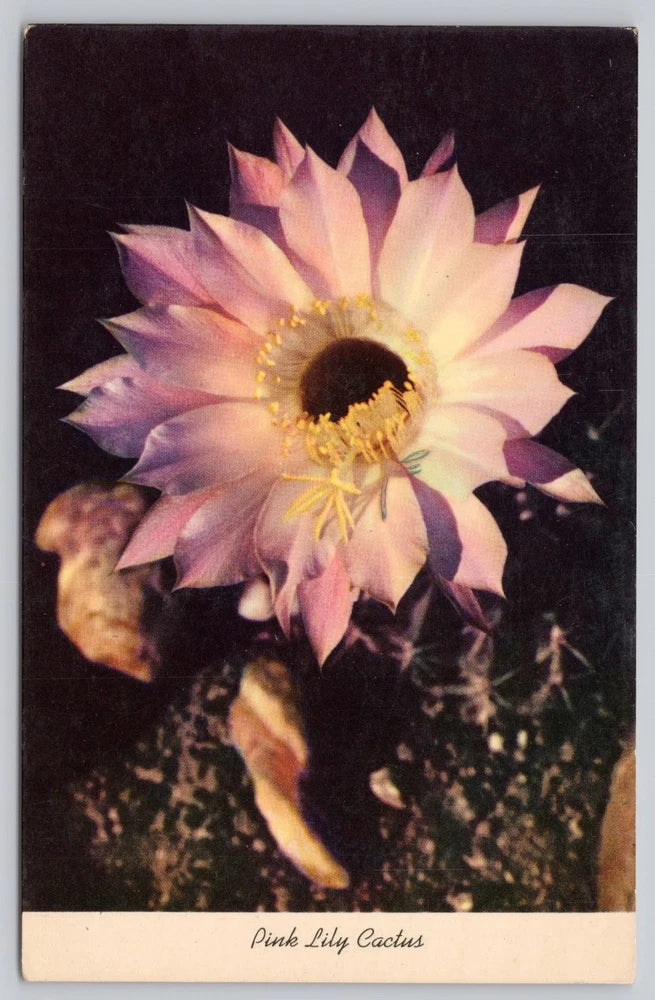 Pink cactus flower postcard with 'Pink Lily Cactus' caption