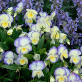 200+ Etain Pansy (Viola) Seeds for Garden Planting - USA - FREE SHIPPING! Garden Plants