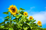 Giant Sunflower Seeds for Planting - Heirloom & Non-GMO - Open Pollinator Seeds Sunflower