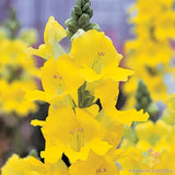 1000+ Chantilly Yellow Snapdragon Seeds for Garden - USA - FREE SHIPPING! Garden Plants