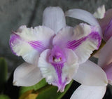 Orchids Species Cattleya intermedia aquinii ÔLightningÕ 4NÑSELECT!! Orchids
